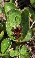 Salix herbaceae